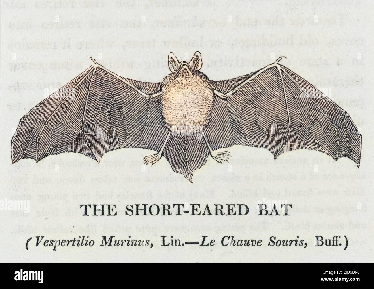 El BAT vespertilio murinus DE CORTA DISTANCIA puede distinguirse del murciélago de larga distancia por el hecho de que sus orejas son más cortas. También es el doble de tamaño. Versión coloreada de : 10184677 Fecha: 1790 Foto de stock
