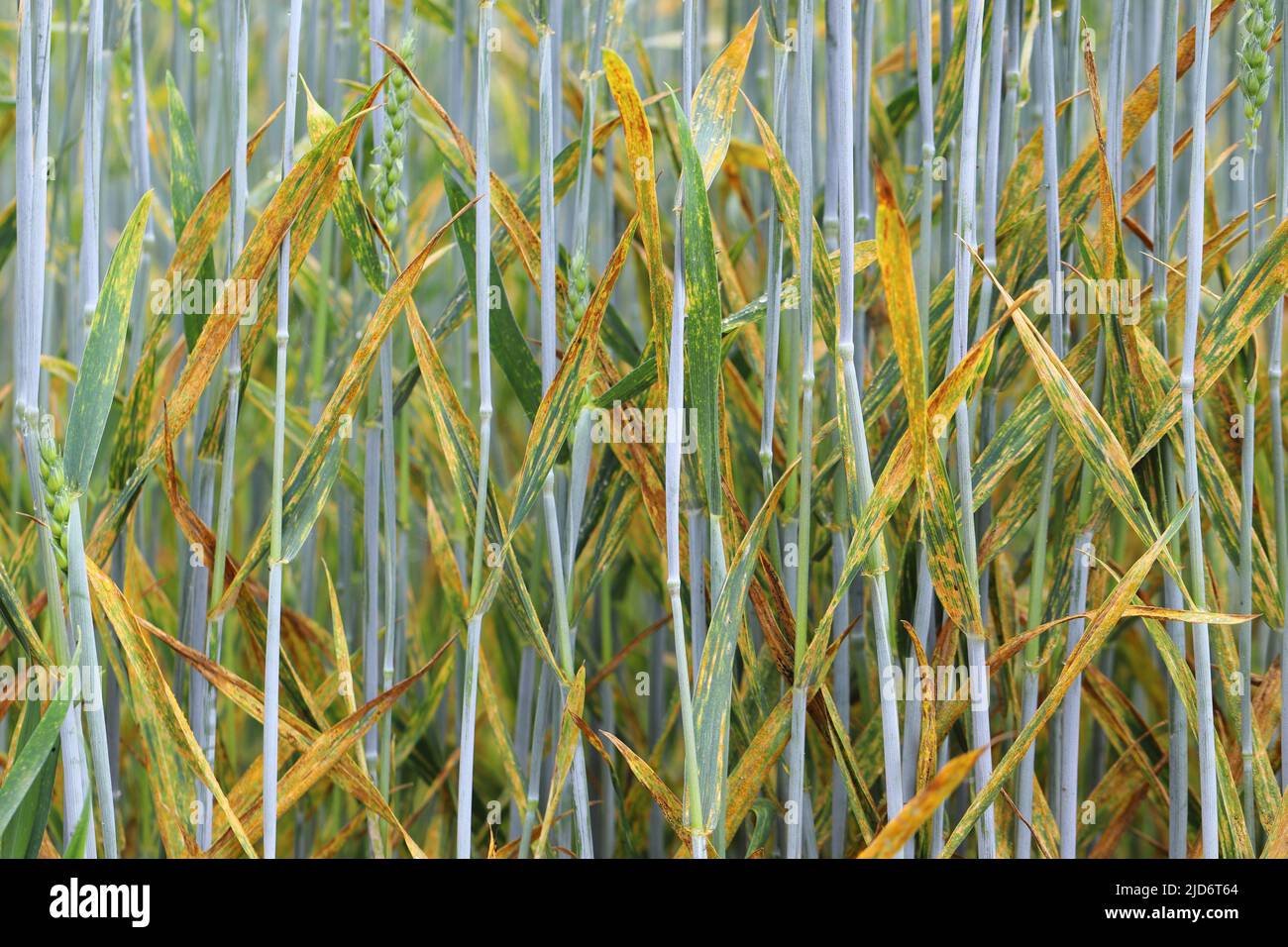 Roya grave de color amarillo o de rayas Puccinia striiformis en una cosecha de trigo. Foto de stock
