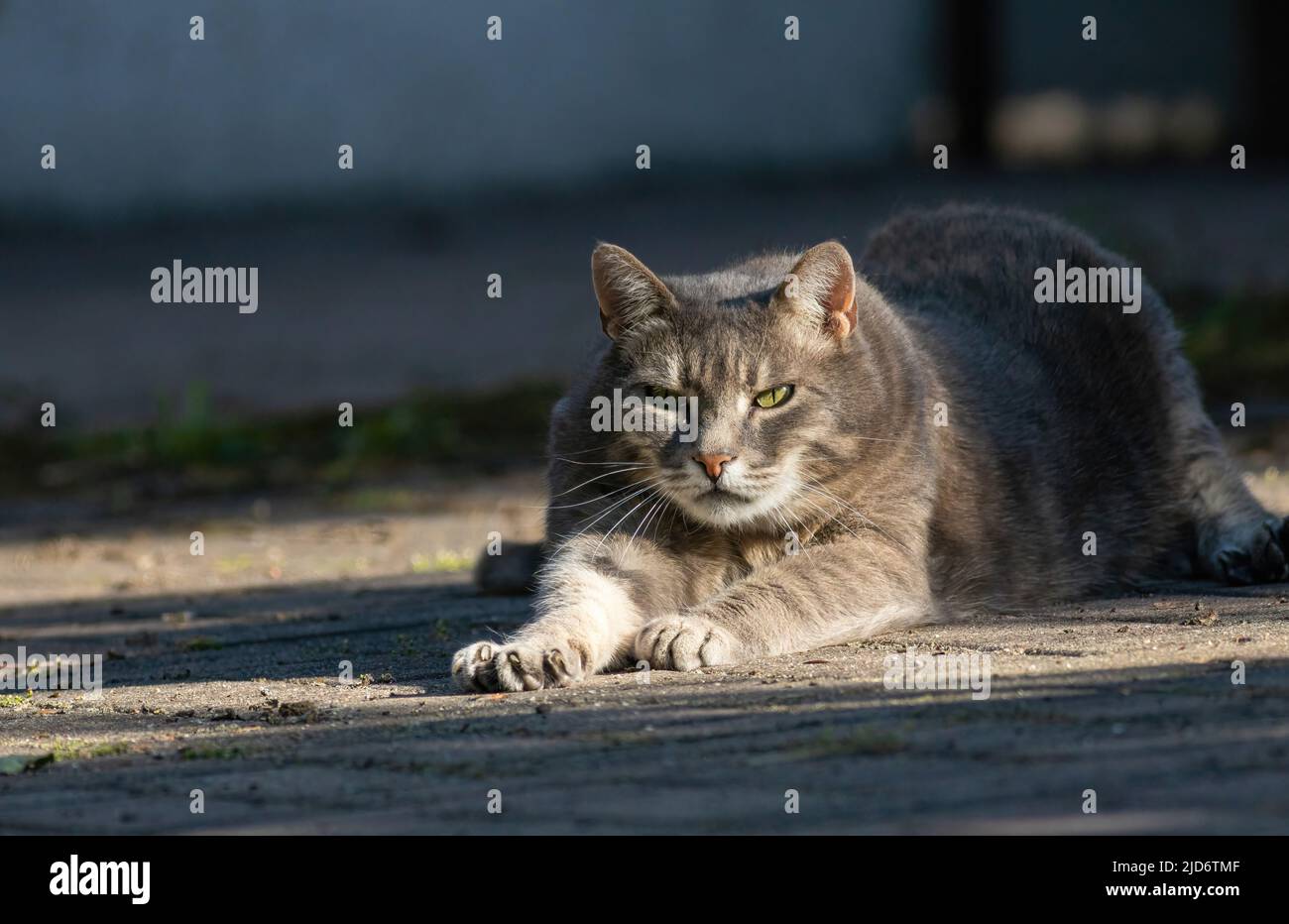 primer plano de un gato tumbado en el suelo Foto de stock