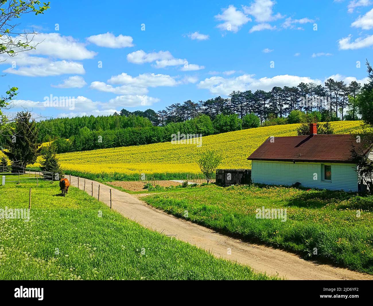 Camino rural polaco, colza amarilla, campo de canola o colza y granja de caballos en el verano, paisaje. Lublin, Stasin, Polonia Foto de stock