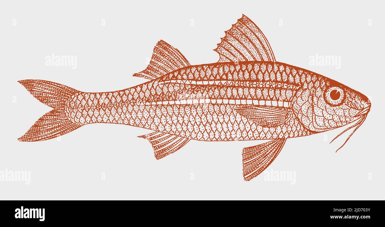 Whitesaddle Pez de cabra parupeneus ciliatus, peces marinos tropicales en vista lateral Ilustración del Vector
