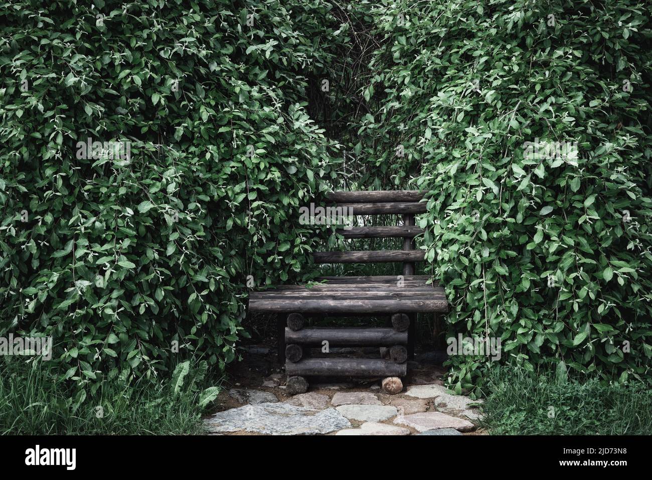 Banco de jardín de madera vintage en el verde denso follaje de arbustos. Foto de stock