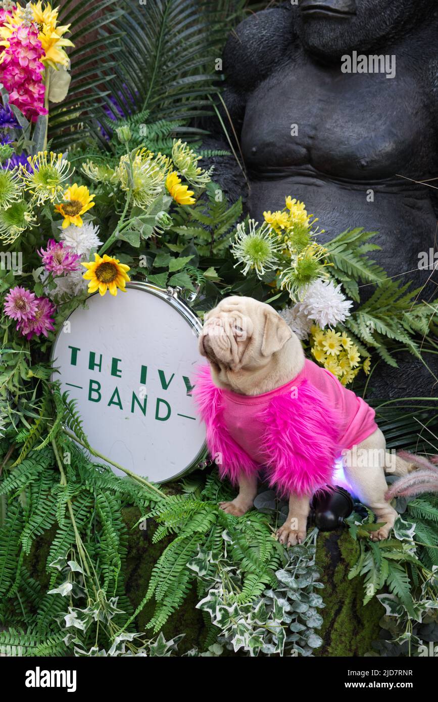 pequeño perro de raza rara de nariz plana en una chaqueta rosa se sentó con la banda de hiedra Foto de stock