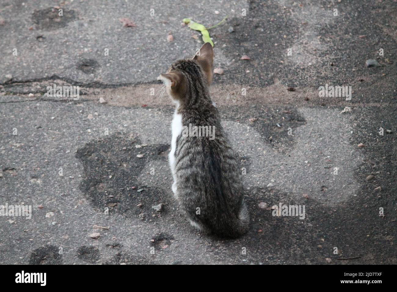 un gatito bastante pequeño perdido en la calle Foto de stock