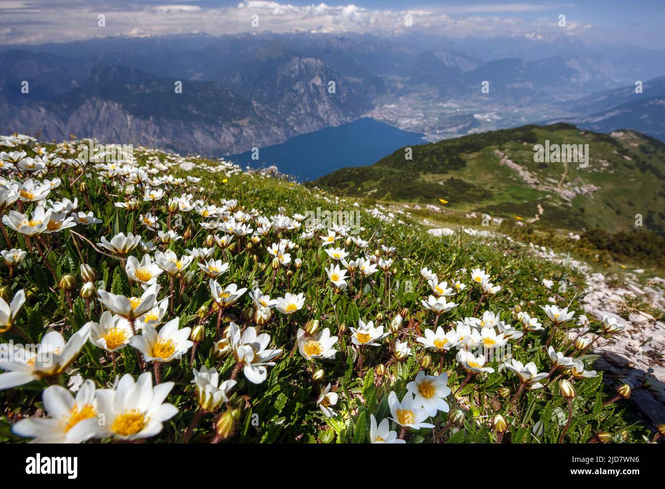 Floración de Camedrio alpino (Dryas octopetala) en la montaña Altissimo di Nago. Lago de Garda, Riva del Garda. Trentino. Italia. Europa. Foto de stock