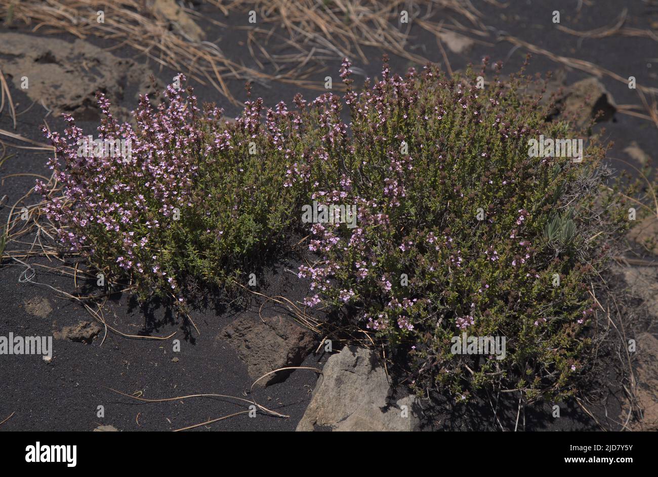 Flora de La Palma - Hierba de Micromeria, llamada tomillo, endémica de Canarias y Madeira, que crece en racimos en cenizas volcánicas negras Foto de stock