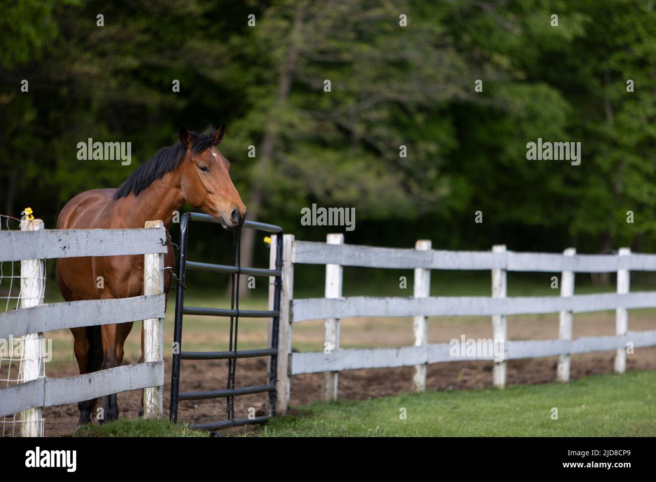 Un caballo de pie en una puerta de una granja de caballos. Foto de stock