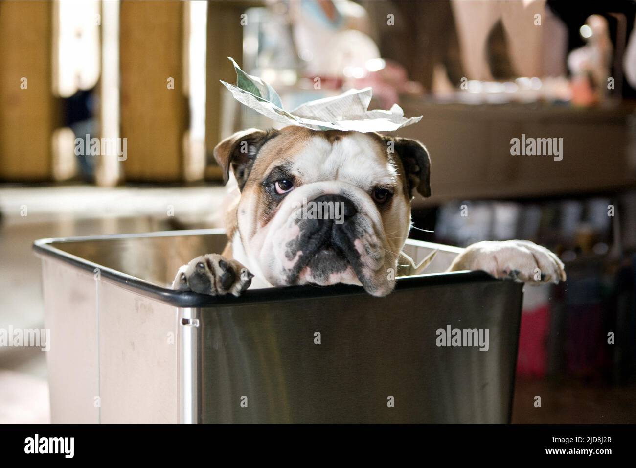 Hotel for dogs film fotografías e imágenes de alta resolución - Alamy
