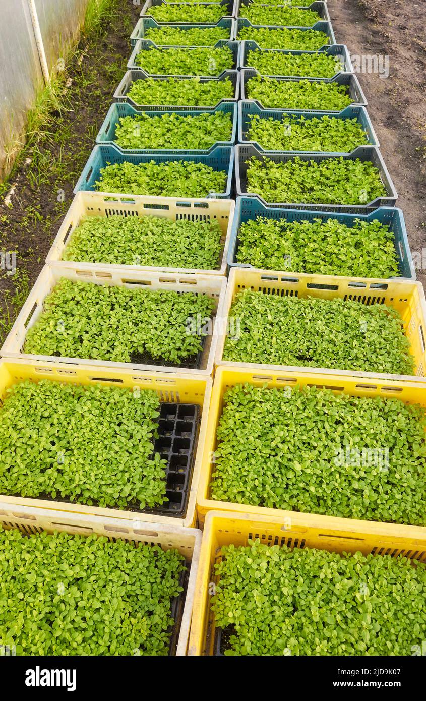 Hileras de plántulas vegetales orgánicas en contenedores, plantación de invernadero. Foto de stock