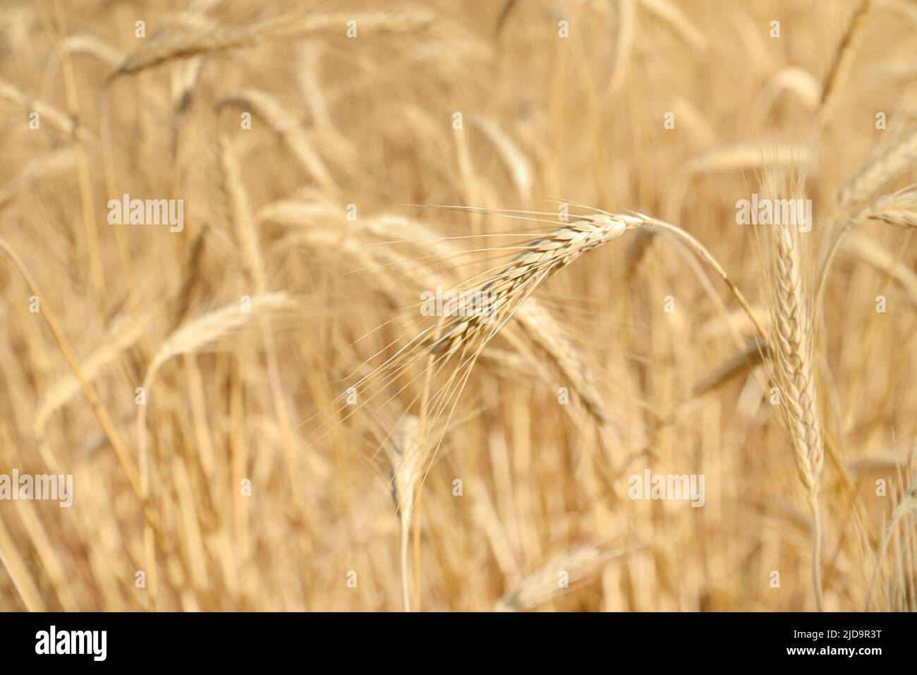 Campo de trigo amarillo: Detalle de orejas Foto de stock