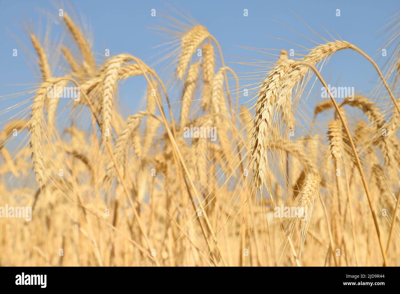 Campo de trigo amarillo: Detalle de orejas Foto de stock
