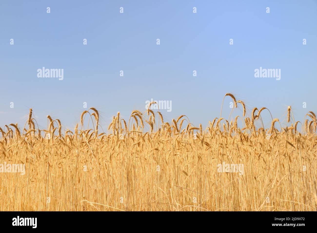 Campo de trigo amarillo - Bandera de ucrania Foto de stock