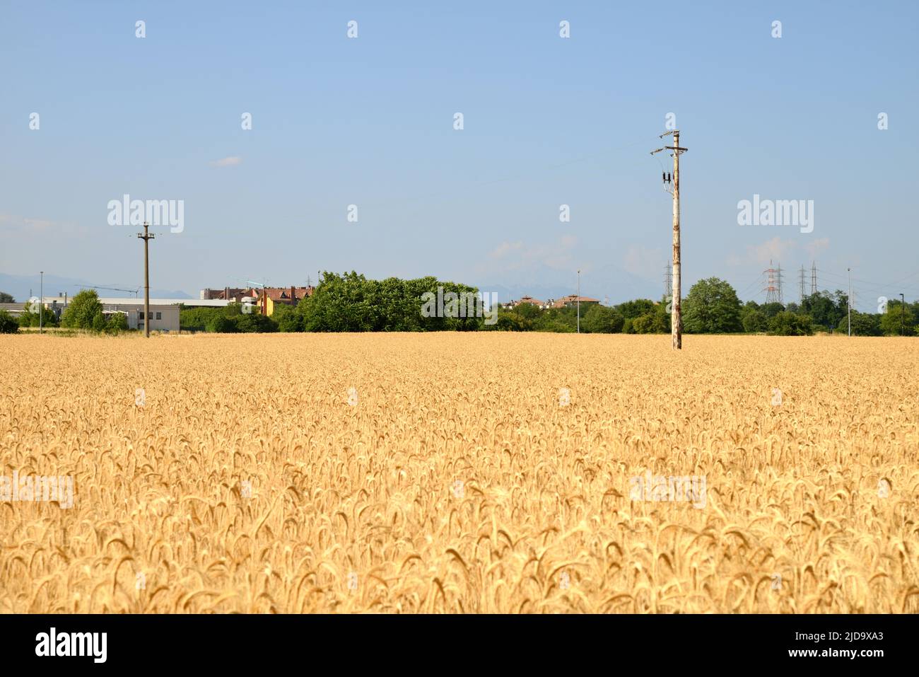 Campo de trigo amarillo Foto de stock