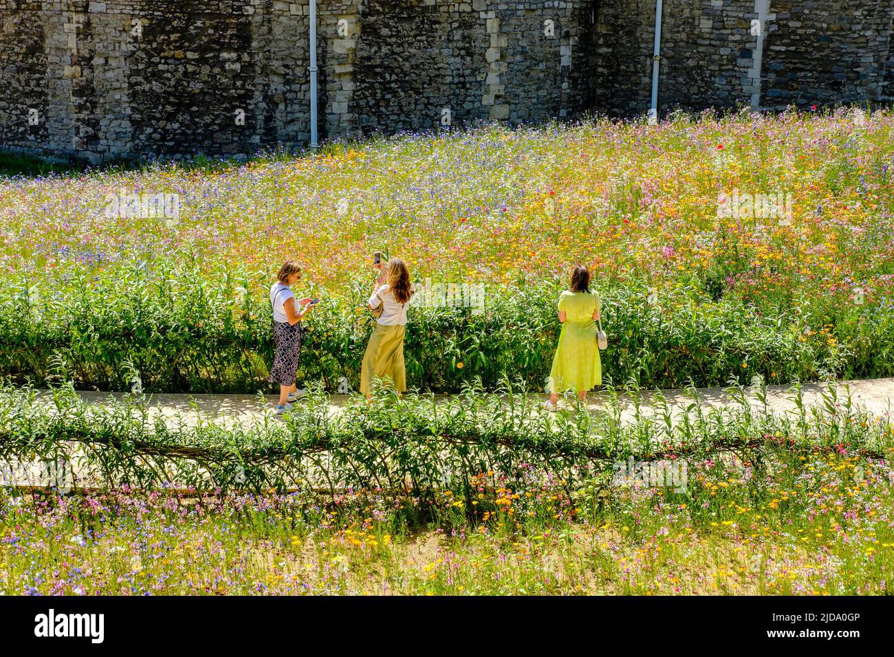 Superbloom en la Torre de Londres; un paisaje de flores silvestres sembradas de más de 20 millones de semillas para celebrar el jubileo de platino de la Reina. Foto de stock