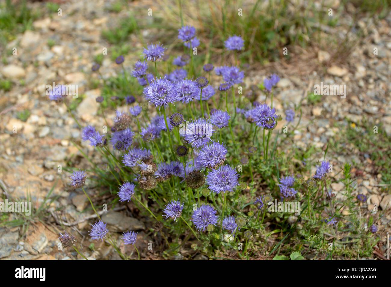 Jasione laevis Planta de Lam. Subsp. Carpetana. Flores azules en el prado de verano cerca de Luarca, Asturias, España. Foto de stock