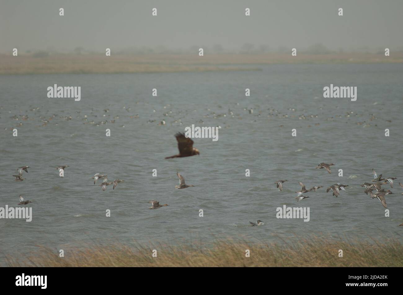 Rebaño de espátula querquedula y pala norte espátula clypeata vuelo. Parque Nacional Oiseaux du Djoudj. San Luis. Senegal Fotografía de - Alamy