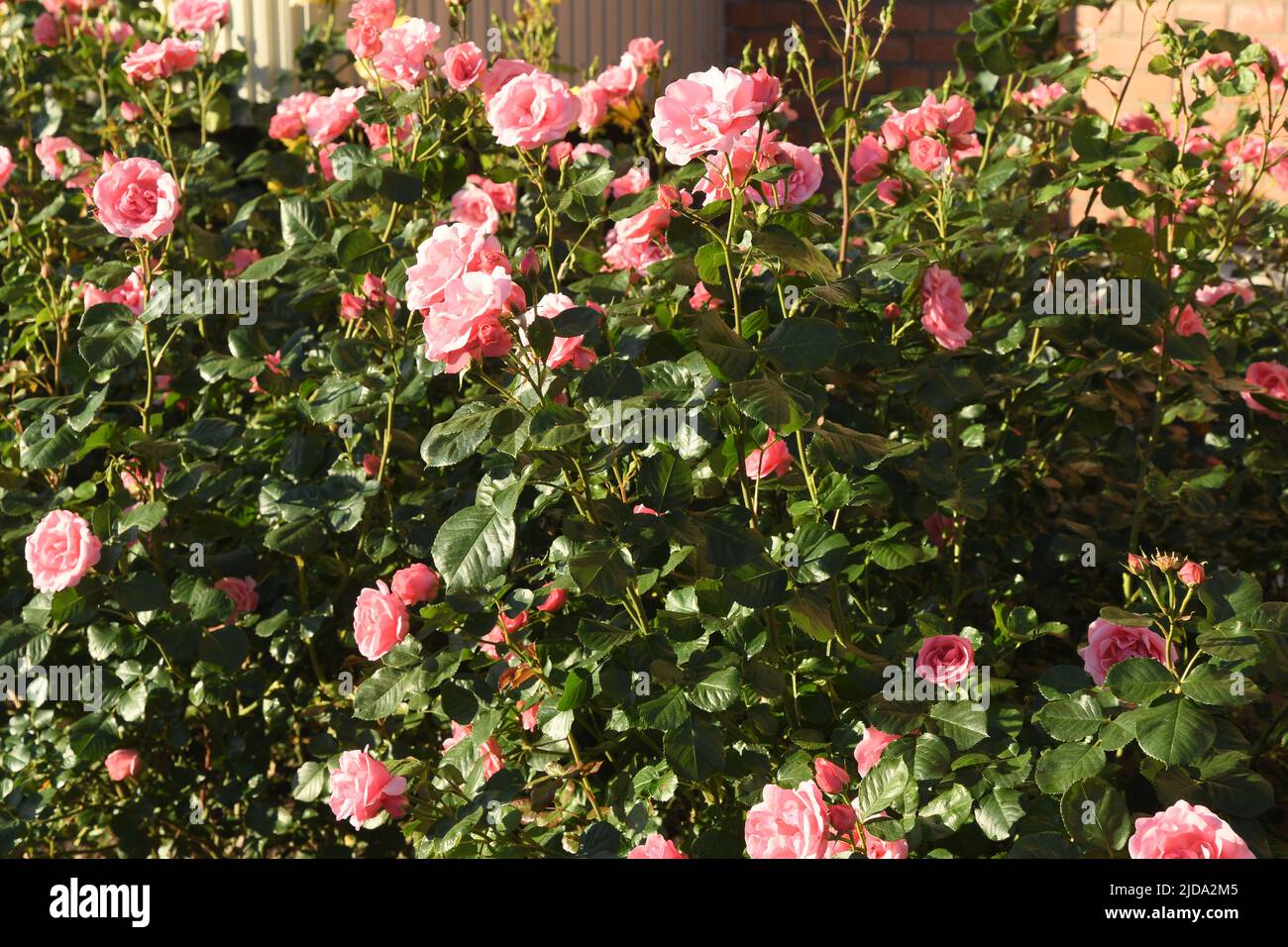 Kastrup/Copenhague/Dinamarca/19 de junio de 2022/ Flores y plantas de rosas en el jardín local de decoración de árboles de Copenhague (Foto..Francis Joseph Dean/Deanpictures, Foto de stock