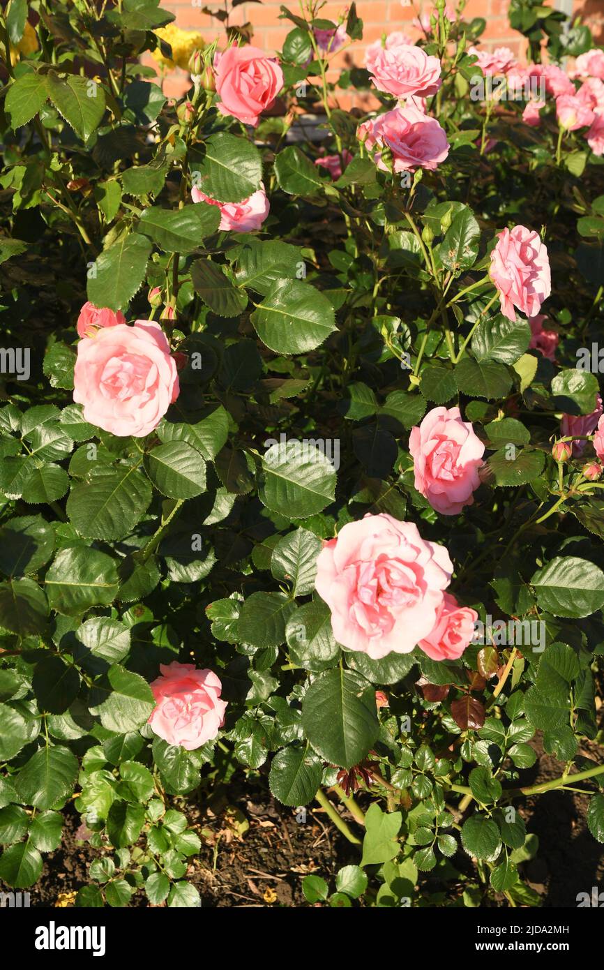 Kastrup/Copenhague/Dinamarca/19 de junio de 2022/ Flores y plantas de rosas en el jardín local de decoración de árboles de Copenhague (Foto..Francis Joseph Dean/Deanpictures, Foto de stock