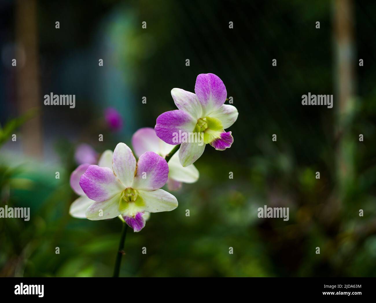 Orquídeas en la luz del sol son blancas Estas orquídeas parecen reinas en el sol Foto de stock