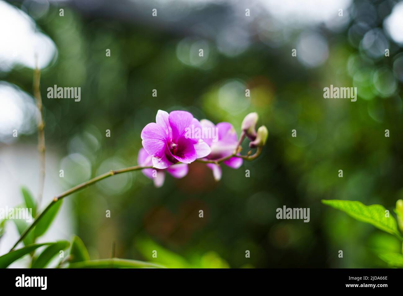 Orquídeas en la luz del sol son blancas Estas orquídeas parecen reinas en el sol Foto de stock