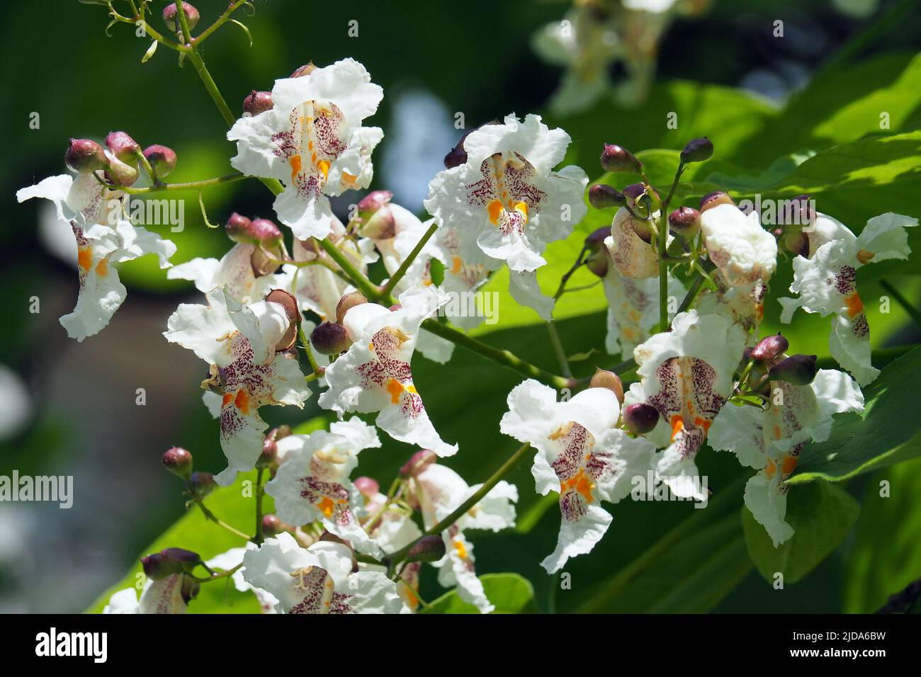 catalpa meridional, cigarre y frijol indio-árbol, Gewöhnlicher Trompetenbaum, Catalpa bignonioides, szívlevelű szivarfa, Budapest, Hungría, Europa Foto de stock