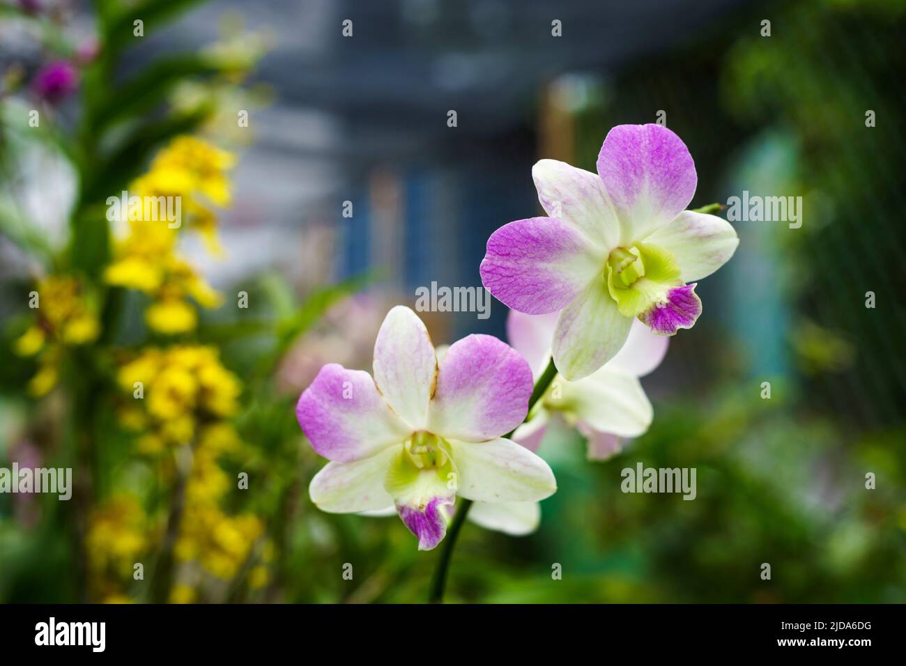 Orquídeas en la luz del sol son blancas Estas orquídeas parecen reinas en el sol Foto de stock