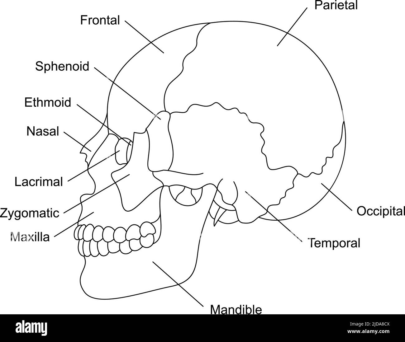 Anatomía de los huesos del cráneo humano con descripciones. Estructura de  las partes craneales. Ilustración de órganos internos humanos Imagen Vector  de stock - Alamy