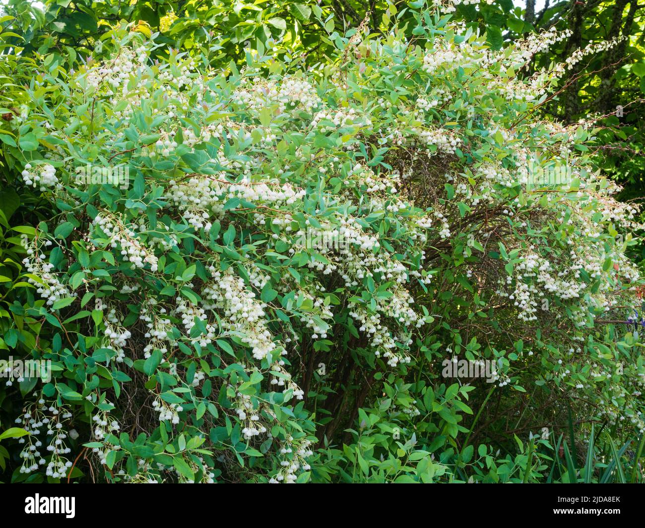 Cascadas de principios de verano de flores blancas como la campana del arbusto frondoso y frondoso, Zenobia pulverulenta 'Blue Sky' Foto de stock
