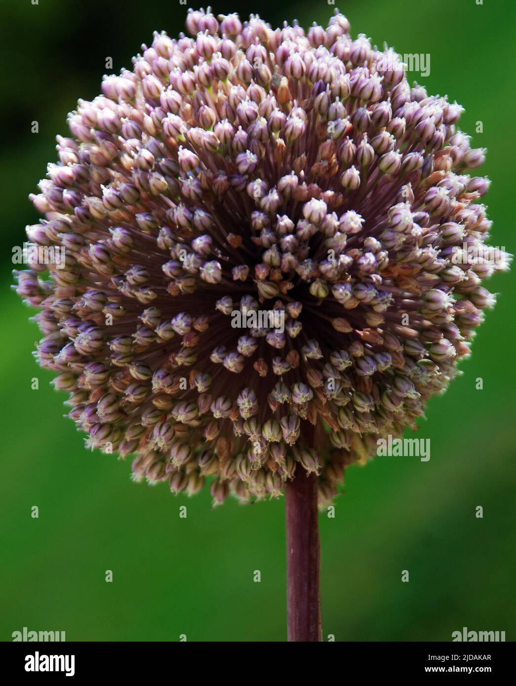Allium 'batería de verano' Foto de stock