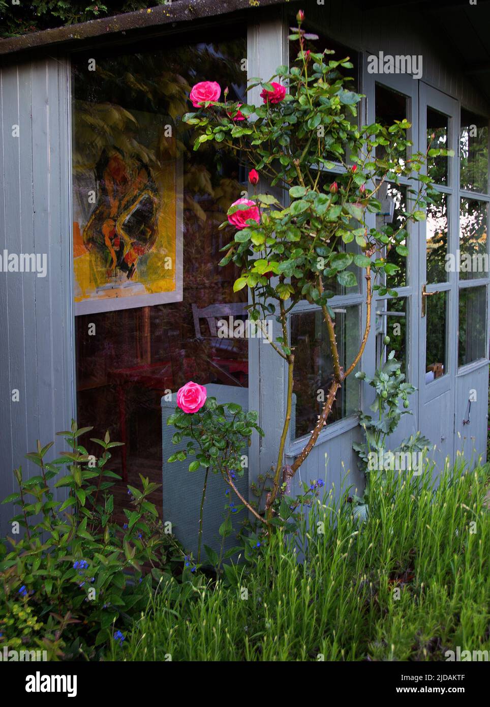 Antigua casa de veraneo con rosa alpinismo Rosa 'Rosa Perpetue' Foto de stock