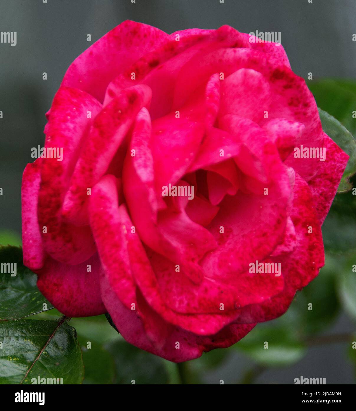Rosa Rosa Perpetue es una rosa trepadora con flores repetidas. Flores grandes globulares en forma, de color rosa claro - aquí un tono más oscuro de rosa después de una lanza Foto de stock