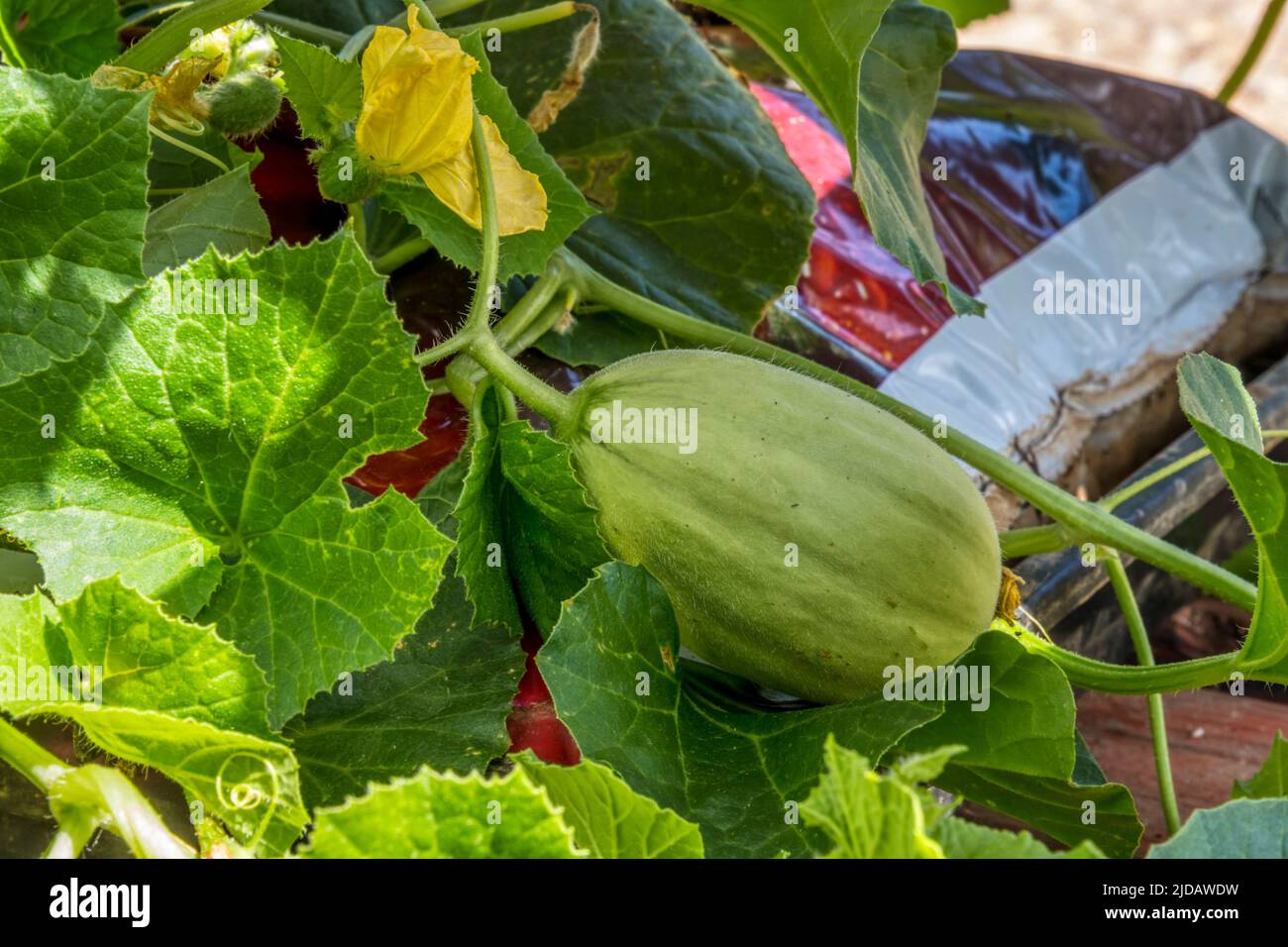 Un joven emir F1 melón, Cucumis melo, creciendo en una bolsa de cultivo en un invernadero. Foto de stock