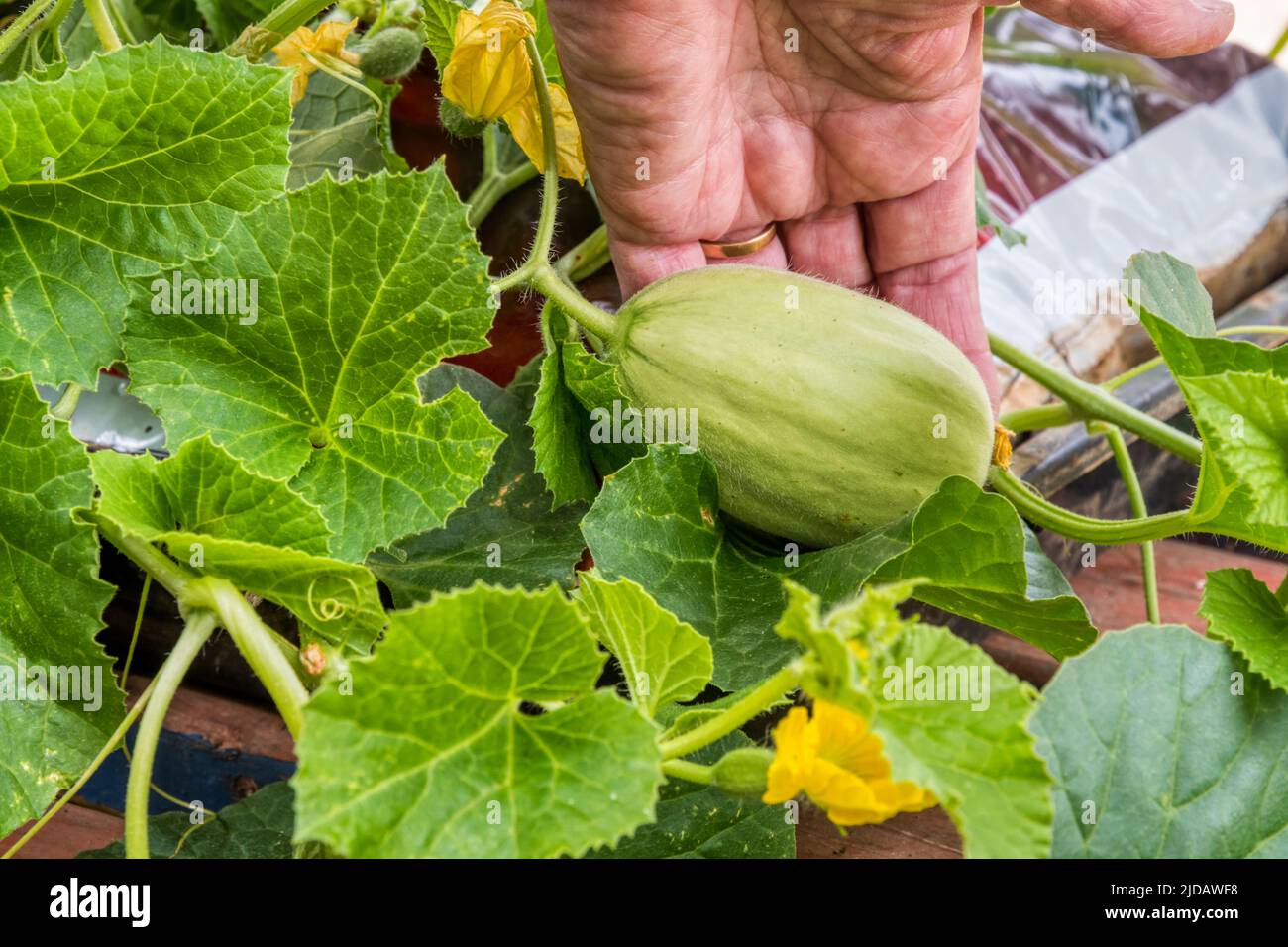 Un joven emir F1 melón, Cucumis melo, creciendo en una bolsa de cultivo en un invernadero. Foto de stock