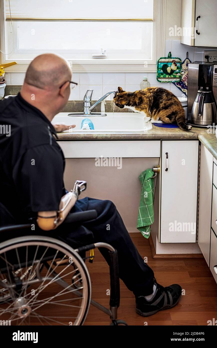 Hombre con amputaciones de doble extremidad trabajando en la cocina en casa con su gato mascota bebiendo agua del grifo del fregadero; St Albert, Alberta, Canadá Foto de stock