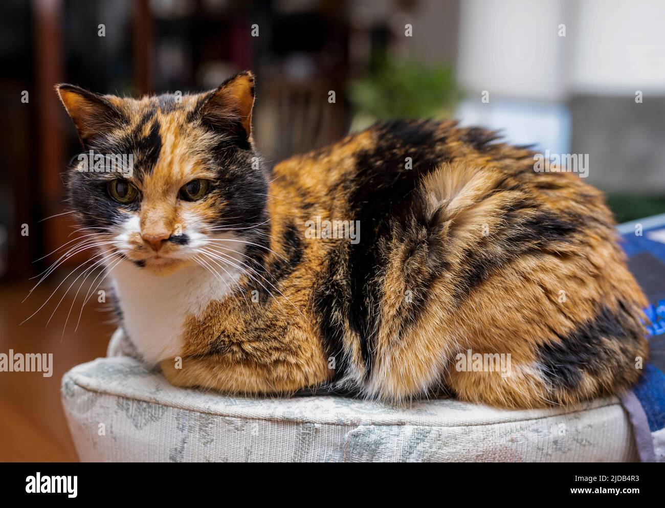Gato acostado en un cojín en casa; St. Albert, Alberta, Canadá Foto de stock
