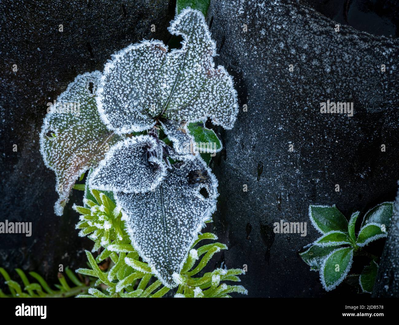 Escarcha en una fría mañana de invierno en las hojas de una planta de Labrador Violeta (Viola labradorica) en el oeste de Washington Foto de stock