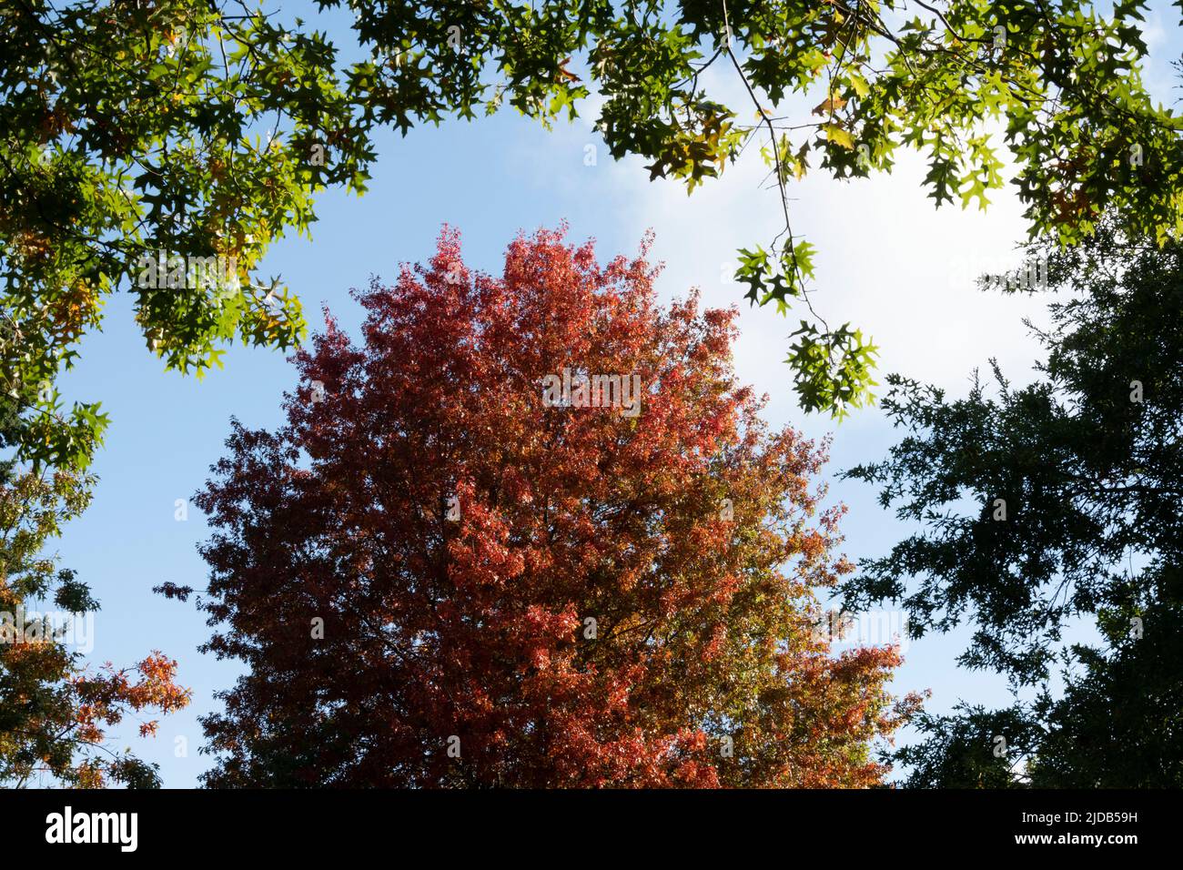 Árboles de arce en colores de otoño temprano; Olympia, Washington, Estados Unidos de América Foto de stock