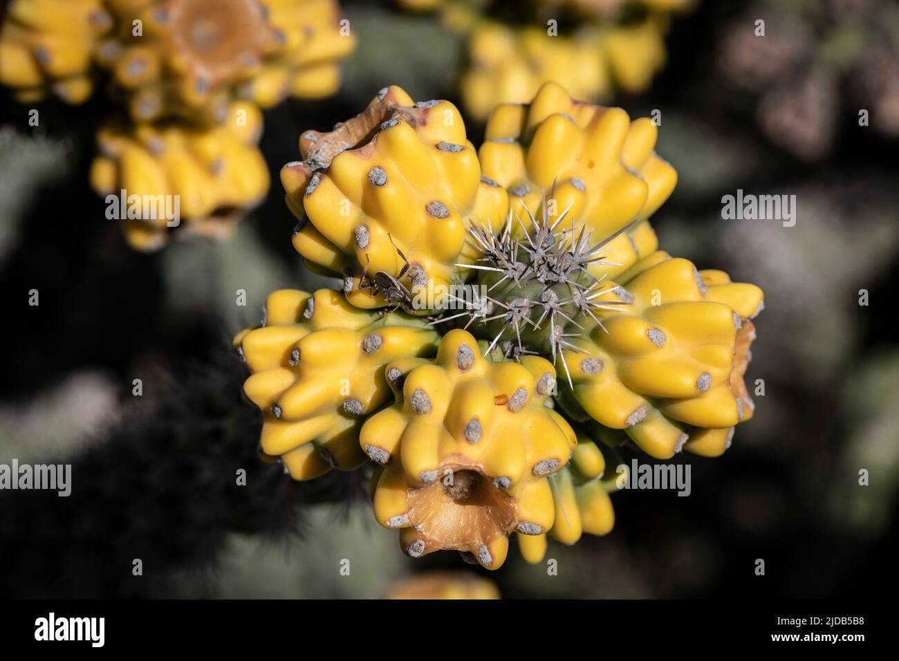 Una flor de Cholla Cactus gastada; Lordsburg, Nuevo México, Estados Unidos de América Foto de stock