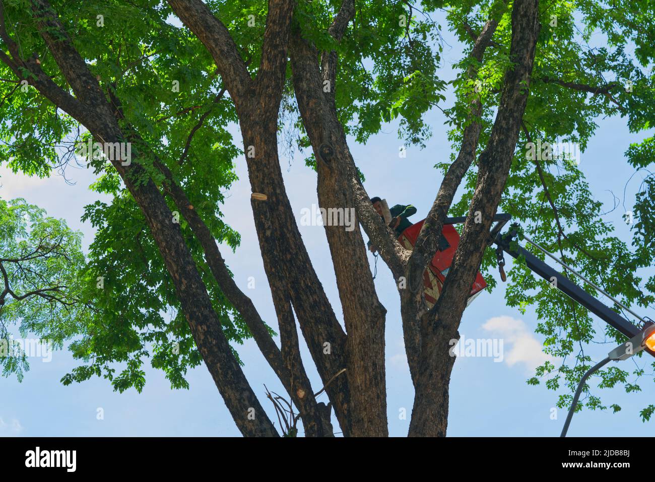 Bangkok, Tailandia - 11 de junio de 2022: Un trabajador de distrito no identificado está cortando una gran rama de árboles por motosierra, para prevenir el problema de los cables eléctricos Foto de stock