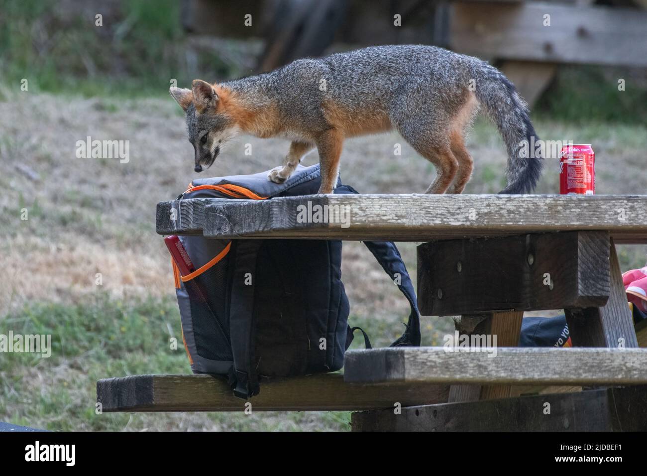 Un zorro gris (Urocyon cinereoargenteus) robando alimentos en un área de picnic, un ejemplo de la flora y fauna humana en la costa nacional de Point Reyes, CA, EE.UU. Foto de stock