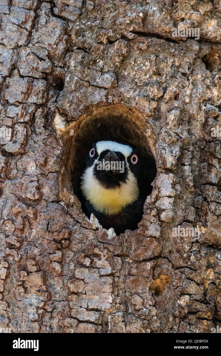 Un pájaro carpintero de bellota (Melanerpes formicivorus) mirando fuera del agujero del árbol donde está anidando en el condado de Sonoma, California, Estados Unidos. Foto de stock