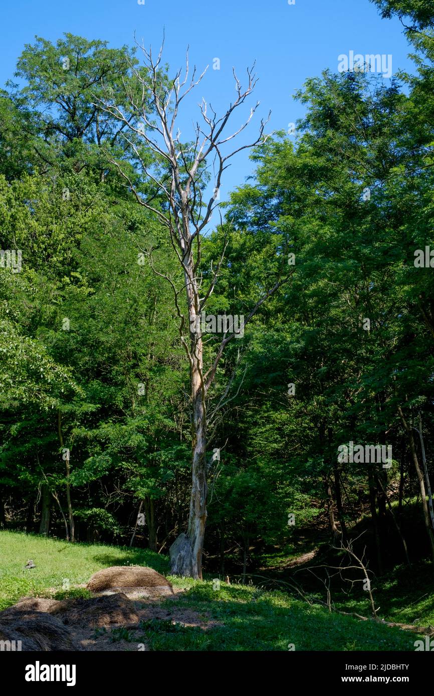 solitario árbol muerto de pie erguido en el campo con el copse detrás del condado de zala hungría Foto de stock