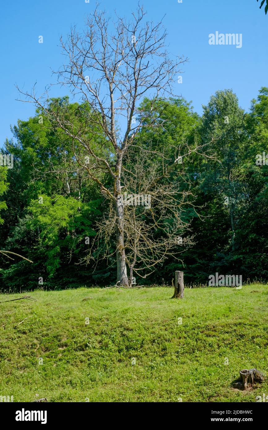 solitario árbol muerto de pie erguido en el campo con el copse detrás del condado de zala hungría Foto de stock