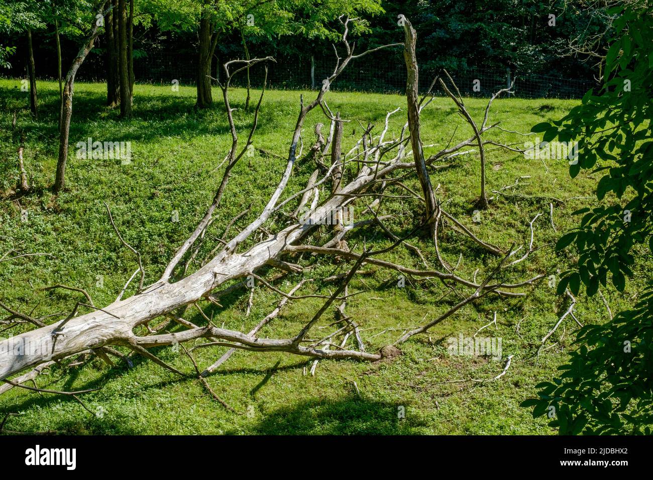 árboles muertos y caídos en el campo rural copse zala condado hungría Foto de stock