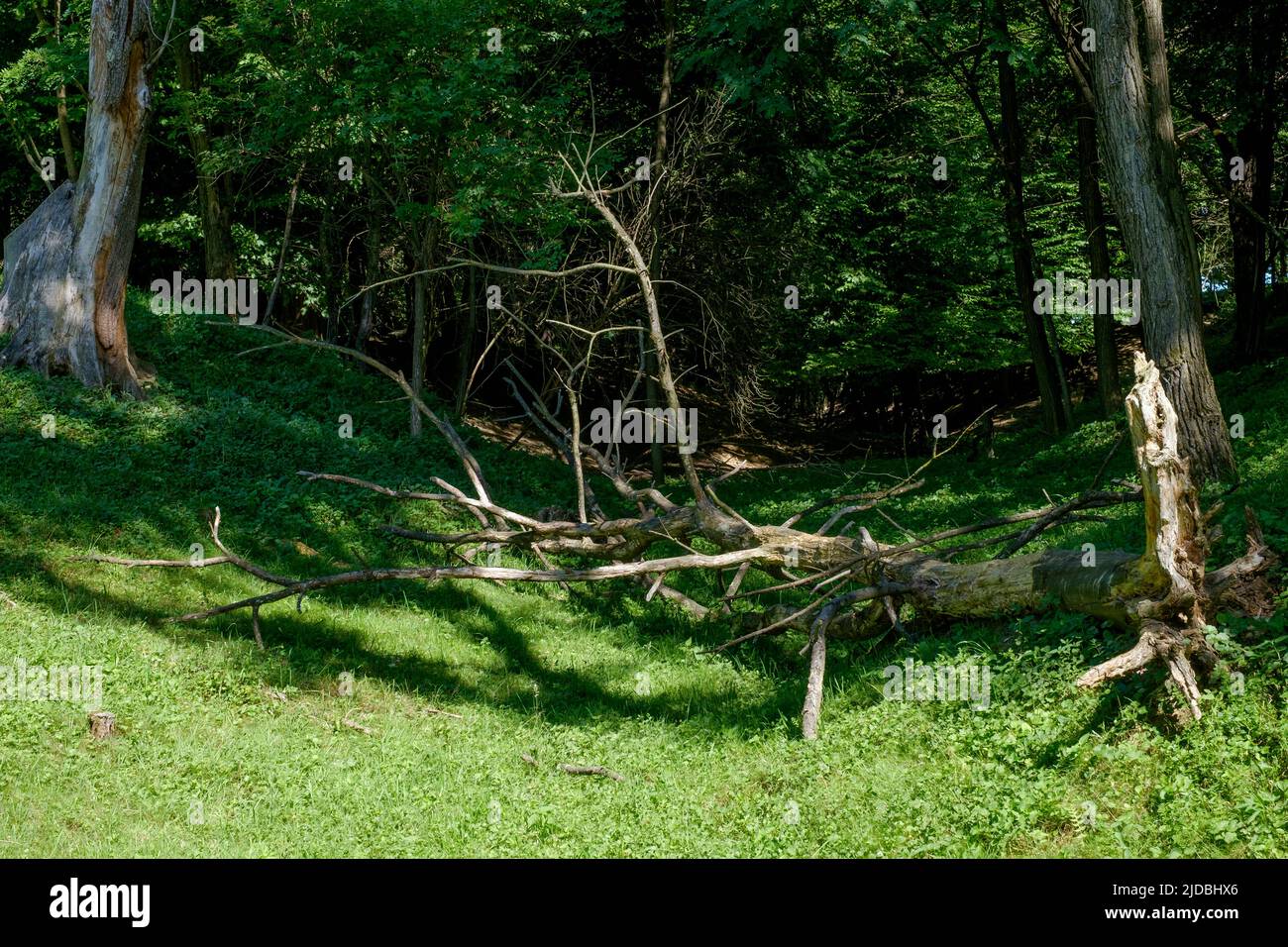 árboles muertos y caídos en el campo rural copse zala condado hungría Foto de stock