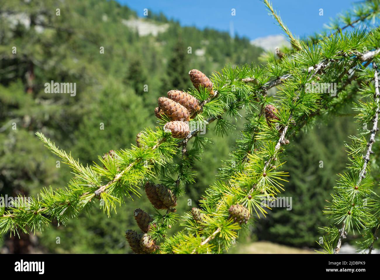 Ramita de alerce europeo (Larix decidua) con conos de pino, fondo borroso y espacio de copia. Foto tomada en verano en los Alpes Foto de stock