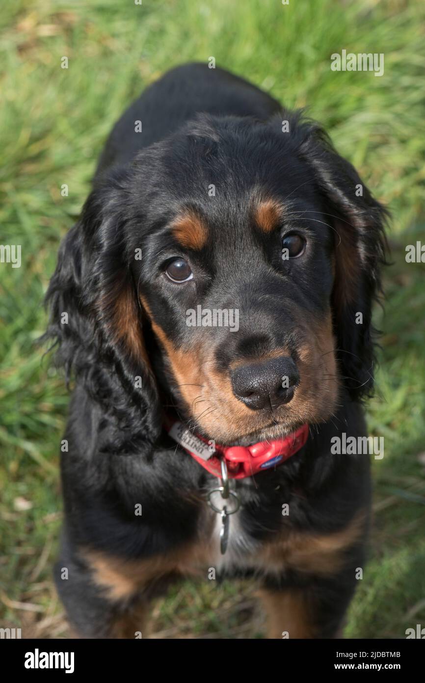 Lindo 16 semanas de edad tricolor, negro, marrón y blanco mujer que trabaja cachorro spaniel cachorro con un cuello rojo, Berkshire, abril Foto de stock