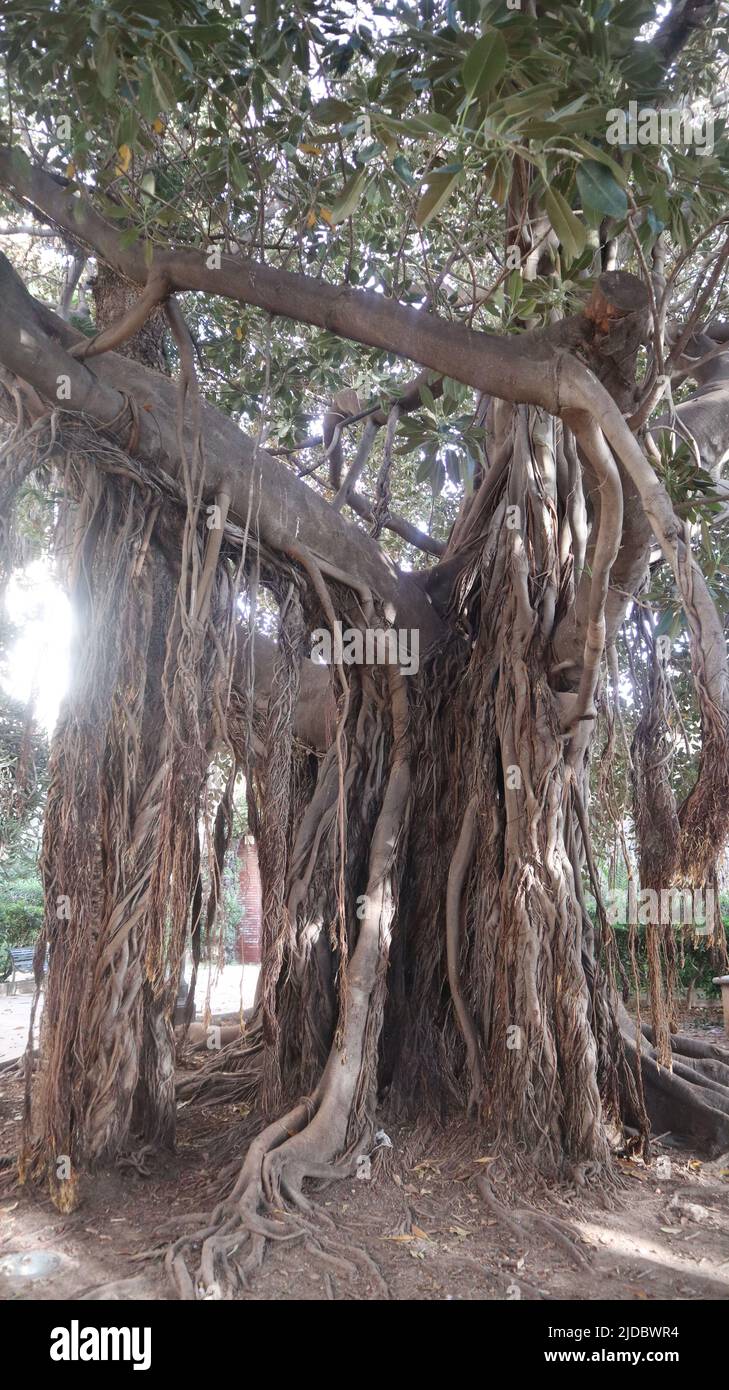 Árbol de Ficus, Sicilia, Palermo, Foto de stock