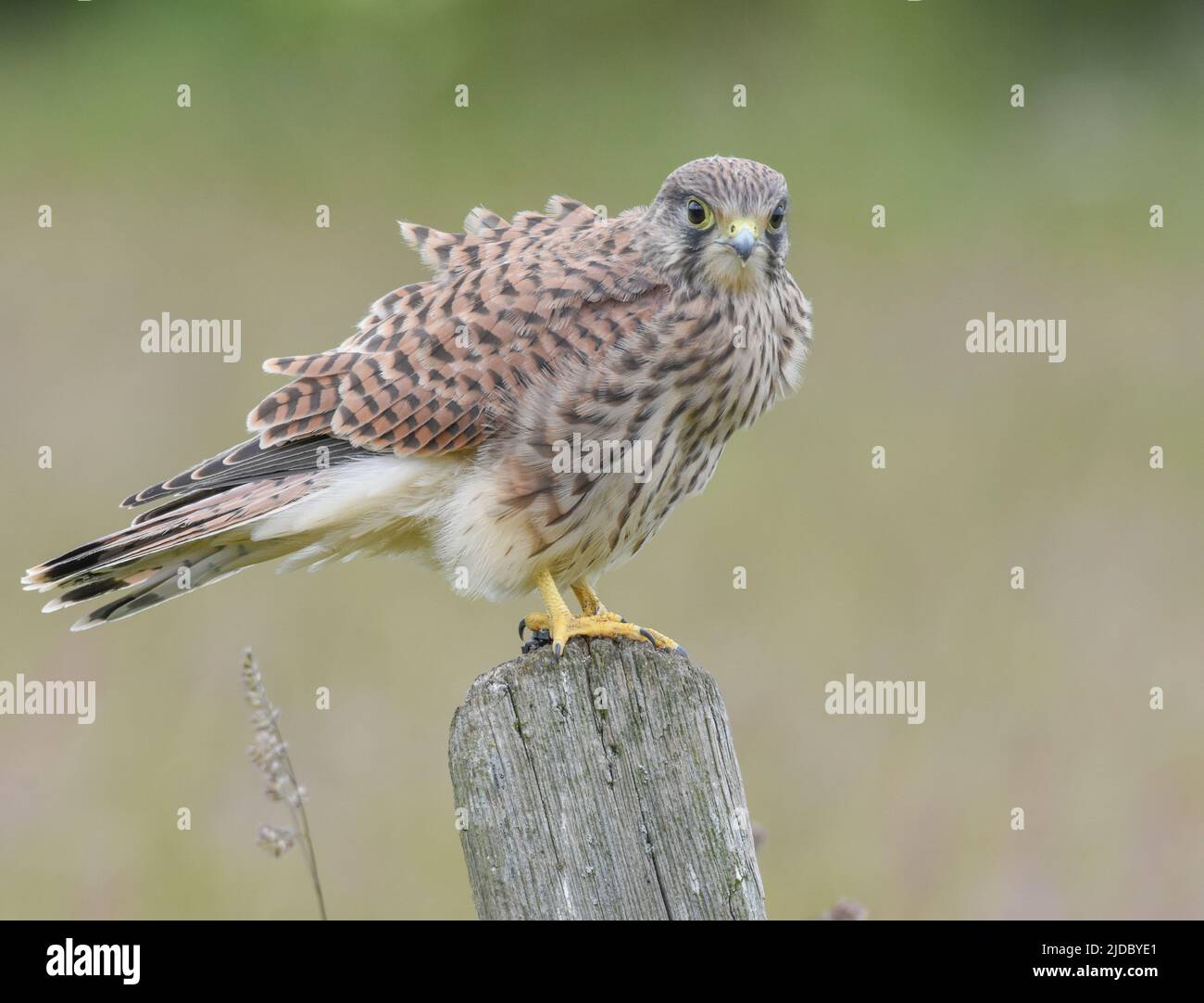 Kestrel hembra encaramado en un poste de valla. Falco tinnunculus Foto de stock