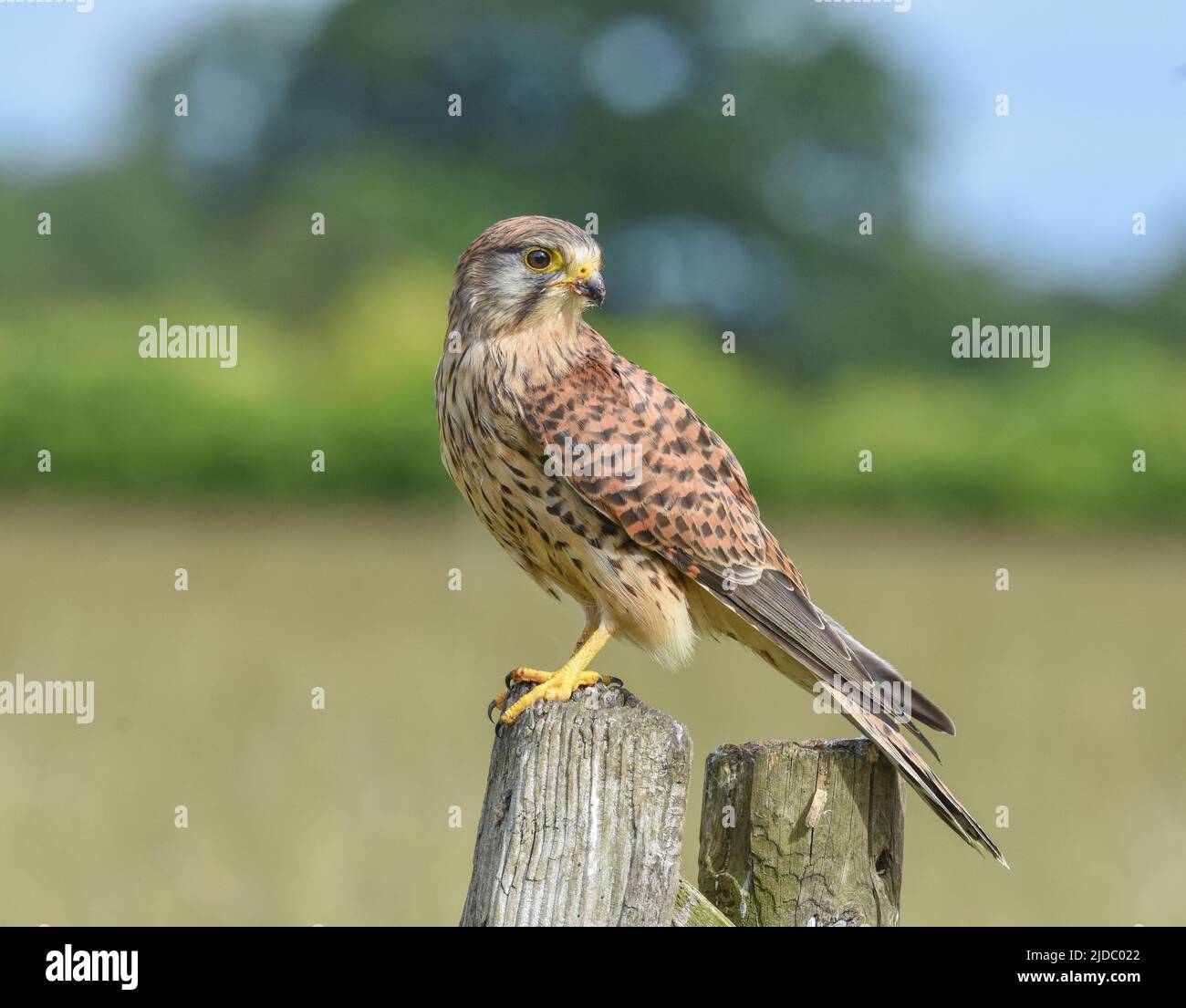 Kestrel hembra encaramado en un poste de valla. Falco tinnunculus Foto de stock